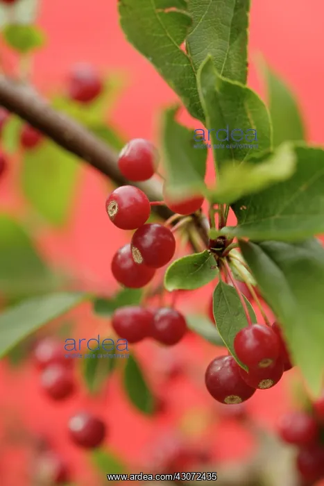 : Crabapple, Malus sargentii : Crabapple, Malus sargentii