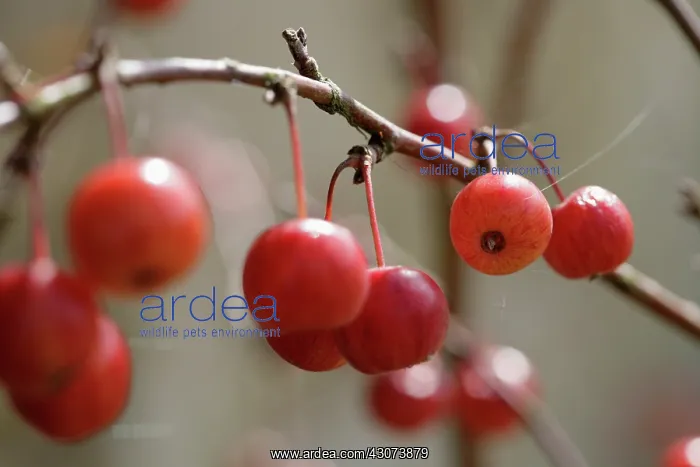 : Crabapple, Malus : Crabapple, Malus