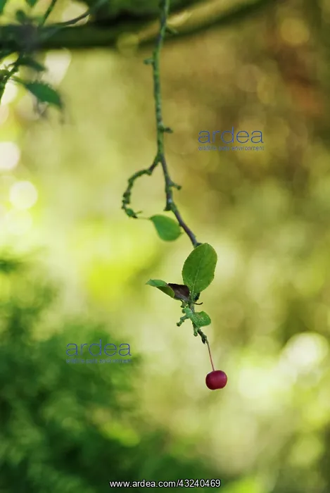 : Crabapple, Malus hupehensis : Crabapple, Malus hupehensis
