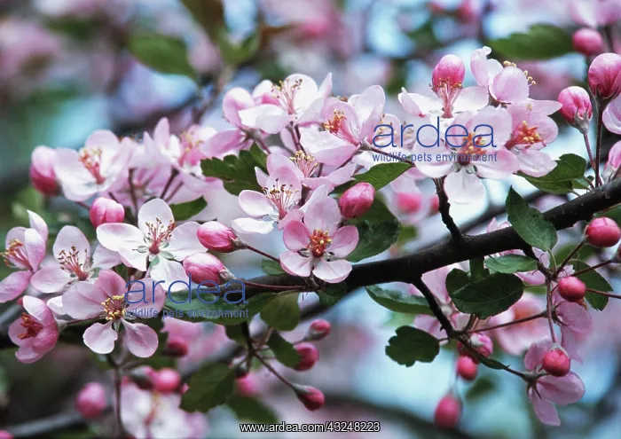 : Crabapple, Malus Red tip crab : Crabapple, Malus Red tip crab
