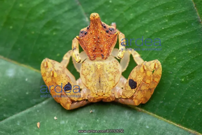 : Crabe spider (Epicadus taczanowskii) ona leaf, Montagne : Crabe spider (Epicadus taczanowskii) ona leaf, Montagne