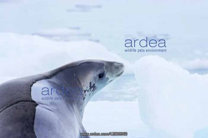 : Crabeater Seal : Crabeater Seal