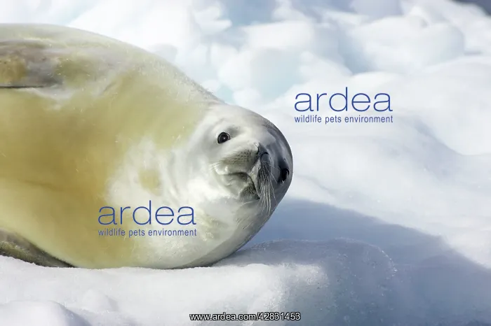 : Crabeater Seal : Crabeater Seal