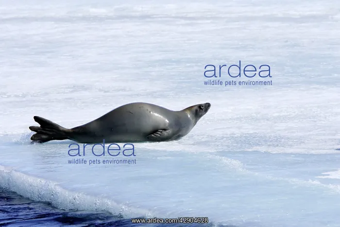 : Crabeater Seal : Crabeater Seal