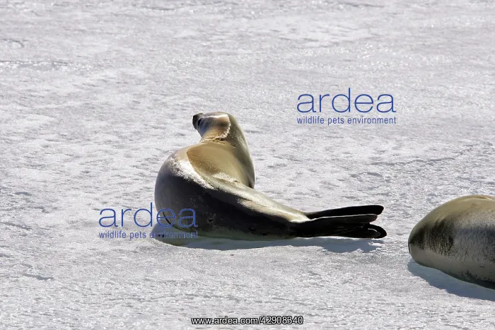 : Crabeater Seal : Crabeater Seal