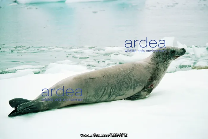 : CRABEATER SEAL : CRABEATER SEAL