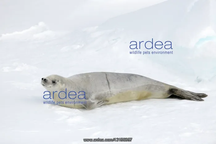 : Crabeater Seal : Crabeater Seal