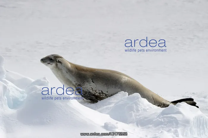 : Crabeater Seal : Crabeater Seal