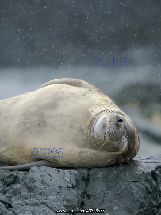  : Crabeater Seal, Antarctica, Antarctic Peninsula