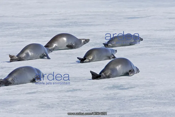 : Crabeater Seal - group on ice : Crabeater Seal - group on ice