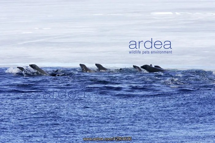 : Crabeater Seal - group swimming : Crabeater Seal - group swimming