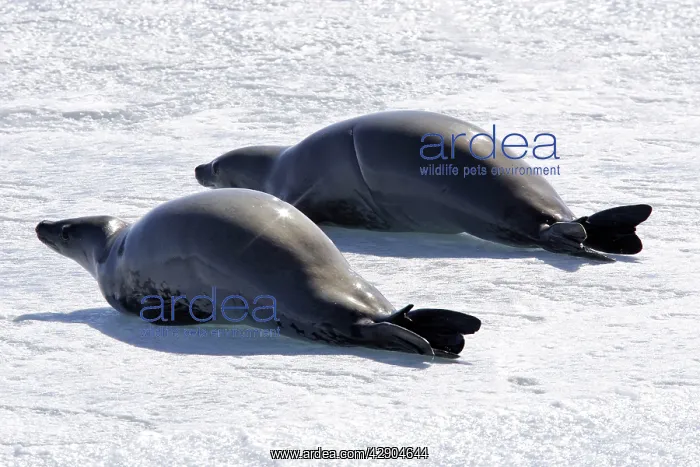 : Crabeater Seal - two on ice : Crabeater Seal - two on ice