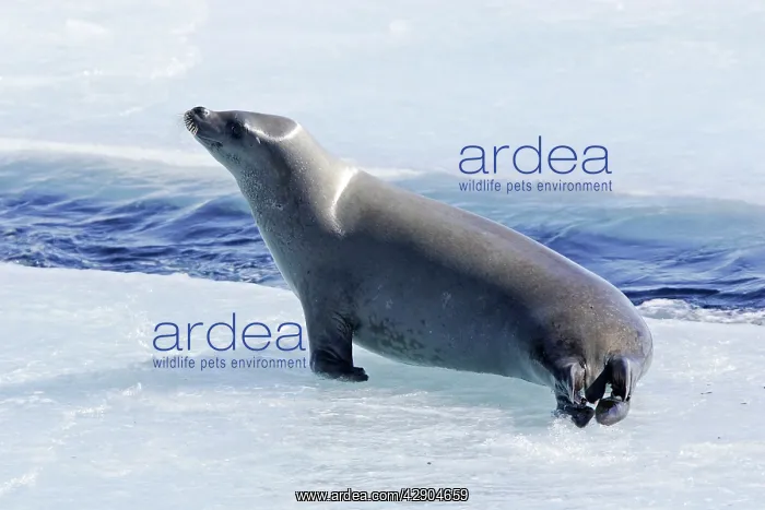 : Crabeater Seal - on ice : Crabeater Seal - on ice