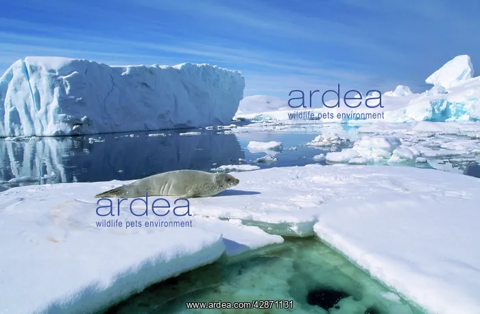 : CRABEATER SEAL - On ice floe : CRABEATER SEAL - On ice floe