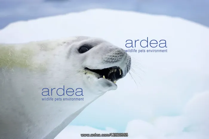 : Crabeater Seal - on Ice Floes : Crabeater Seal - on Ice Floes
