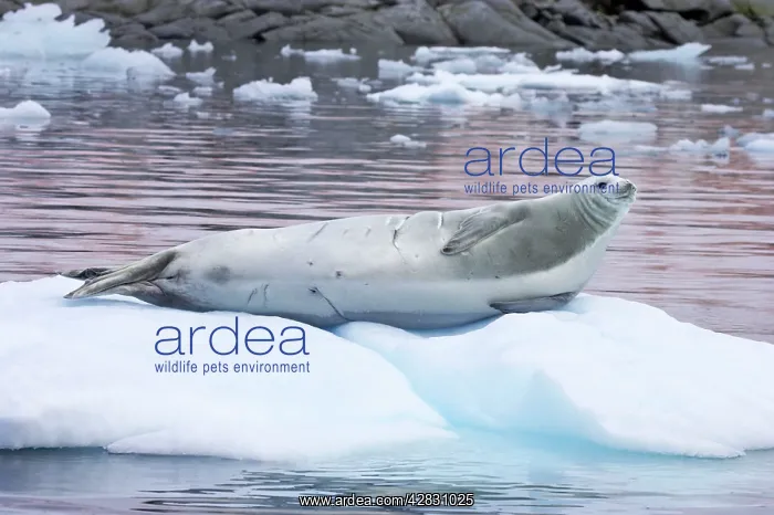 : Crabeater Seal - on ice floes : Crabeater Seal - on ice floes