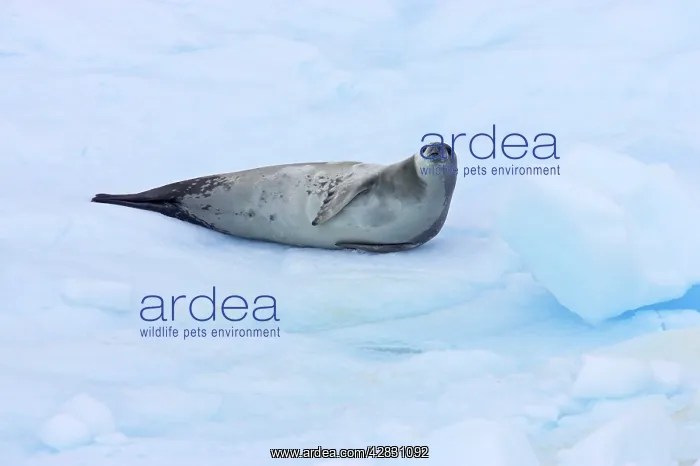 : Crabeater Seal - on ice floes : Crabeater Seal - on ice floes