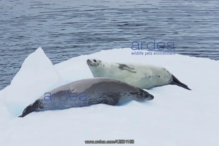 : Crabeater Seal - on ice floes : Crabeater Seal - on ice floes