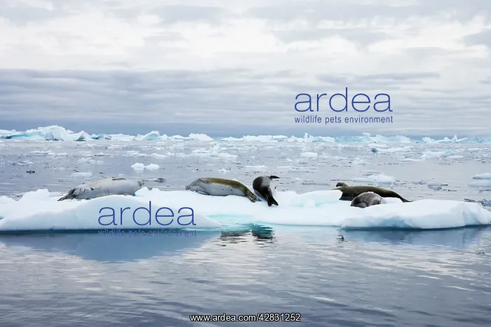 : Crabeater Seal on ice floes : Crabeater Seal on ice floes