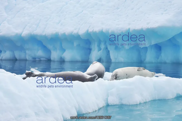 : Crabeater Seal on ice floes : Crabeater Seal on ice floes