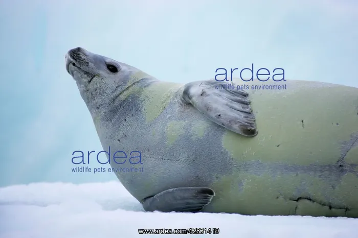 : Crabeater Seal - on ice floes : Crabeater Seal - on ice floes