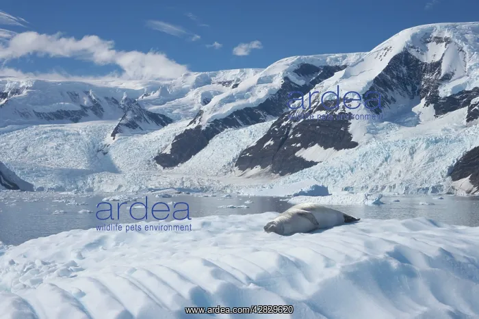 : Crabeater Seal - on Ice Floes with snow capped : Crabeater Seal - on Ice Floes with snow capped