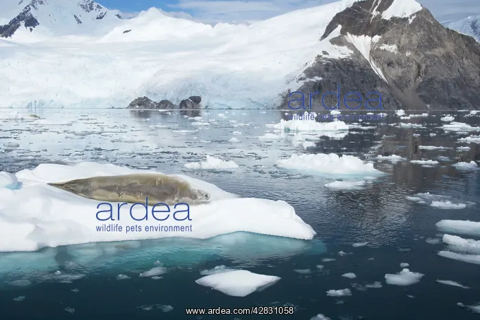 : Crabeater Seal - on ice floes with snow capped : Crabeater Seal - on ice floes with snow capped