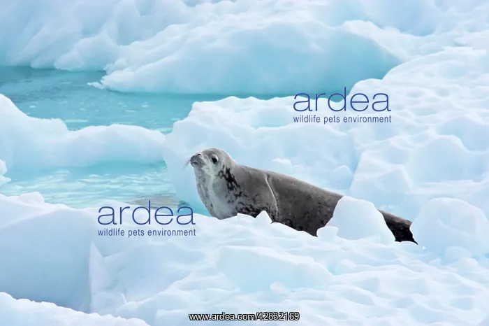 : Crabeater Seal - on iceberg : Crabeater Seal - on iceberg