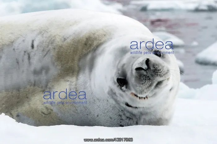 : Crabeater Seal lying on ice : Crabeater Seal lying on ice
