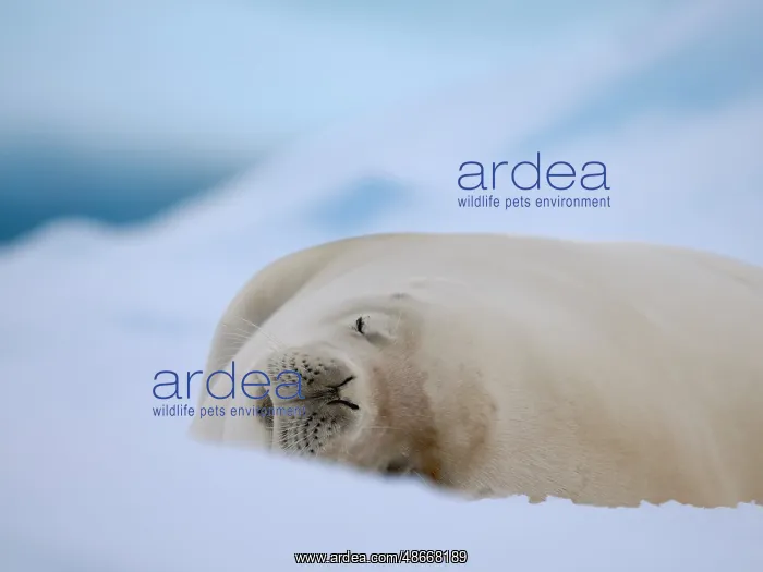 : Crabeater seal resting on an ice floe, Antarctic Peninsula : Crabeater seal resting on an ice floe, Antarctic Peninsula