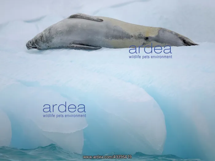 : Crabeater Seal, resting on ice floe. Antarctica : Crabeater Seal, resting on ice floe. Antarctica