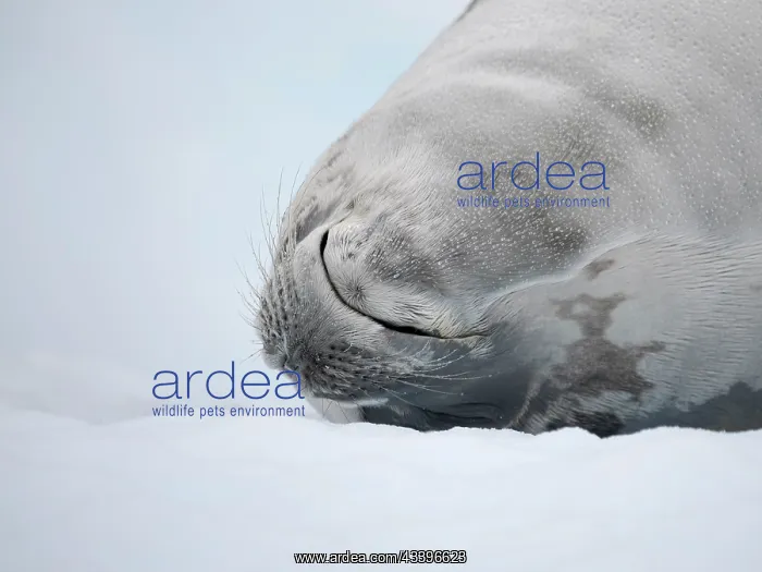 : Crabeater Seal, resting on ice floe. Antarctica : Crabeater Seal, resting on ice floe. Antarctica