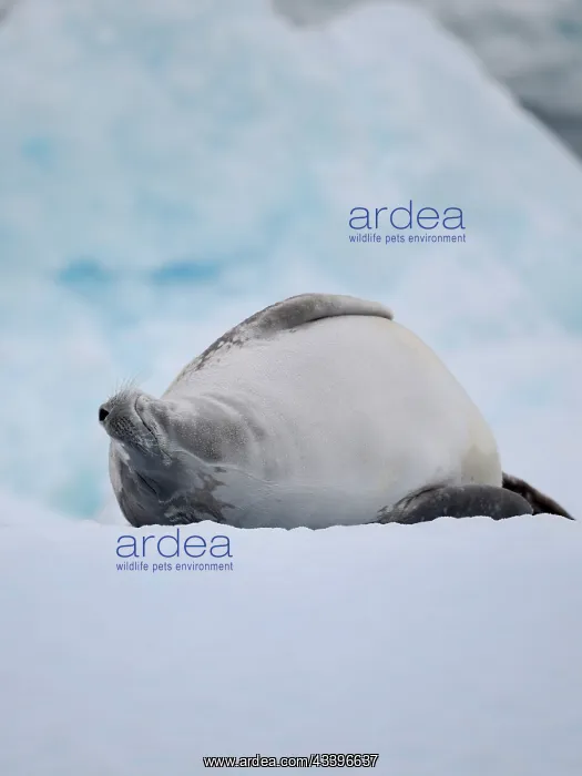: Crabeater Seal, resting on ice floe. Antarctica : Crabeater Seal, resting on ice floe. Antarctica
