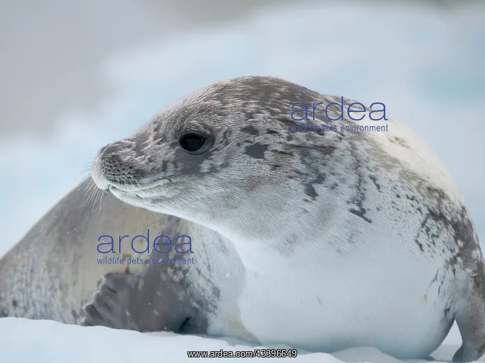  : Crabeater Seal, resting on ice floe. Antarctica