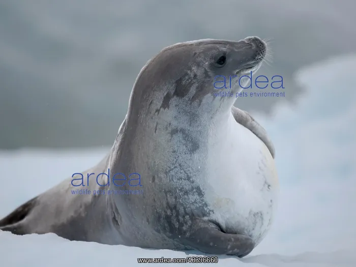 : Crabeater Seal, resting on ice floe. Antarctica : Crabeater Seal, resting on ice floe. Antarctica