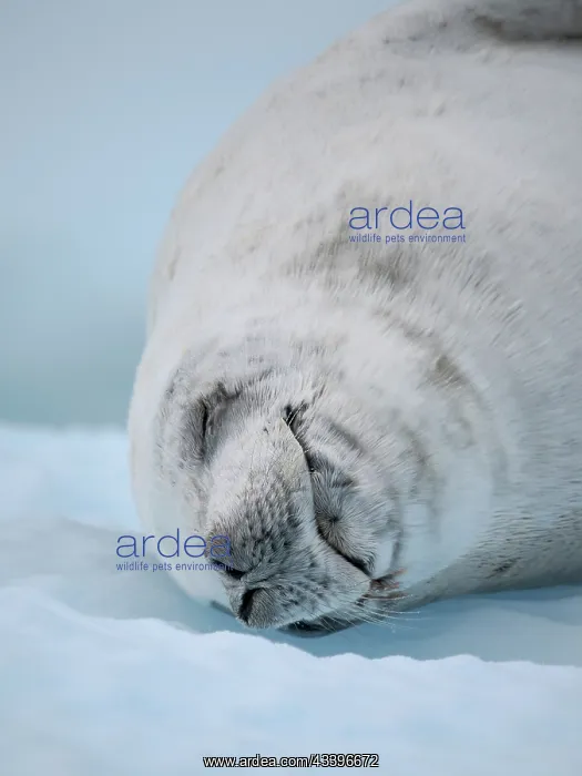 : Crabeater Seal, resting on ice floe. Antarctica : Crabeater Seal, resting on ice floe. Antarctica