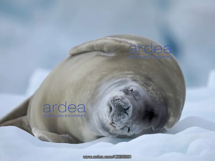 : Crabeater Seal, resting on ice floe. Antarctica : Crabeater Seal, resting on ice floe. Antarctica