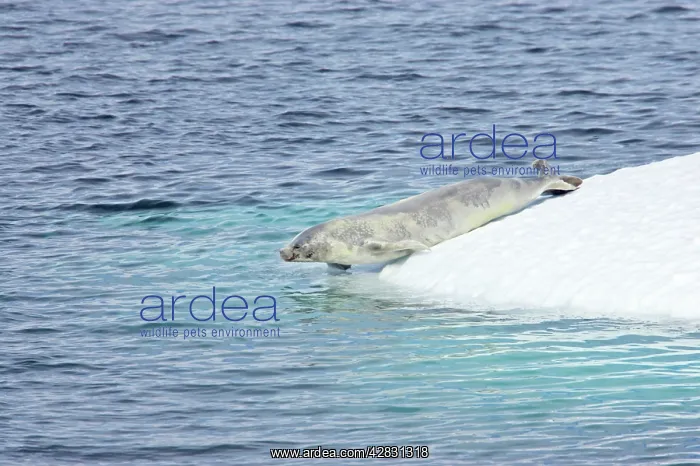 : Crabeater Seal - seal slipping into water : Crabeater Seal - seal slipping into water