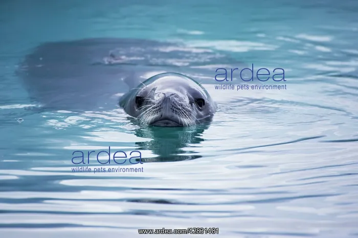 : Crabeater Seal - swimming in icy water : Crabeater Seal - swimming in icy water