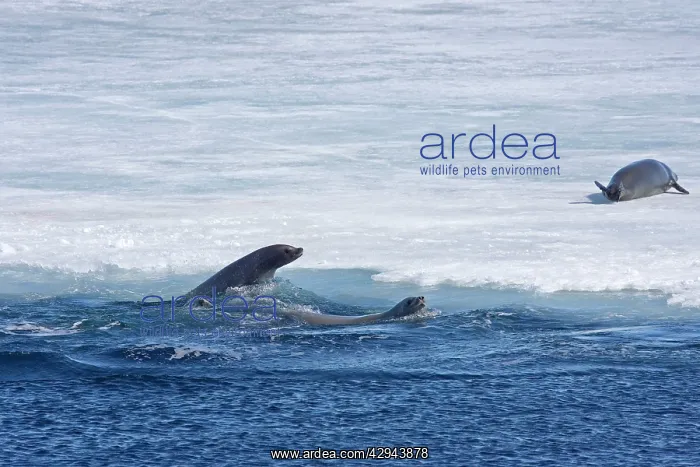 : Crabeater Seal, Swimming beside sea ice with one on the ice : Crabeater Seal, Swimming beside sea ice with one on the ice