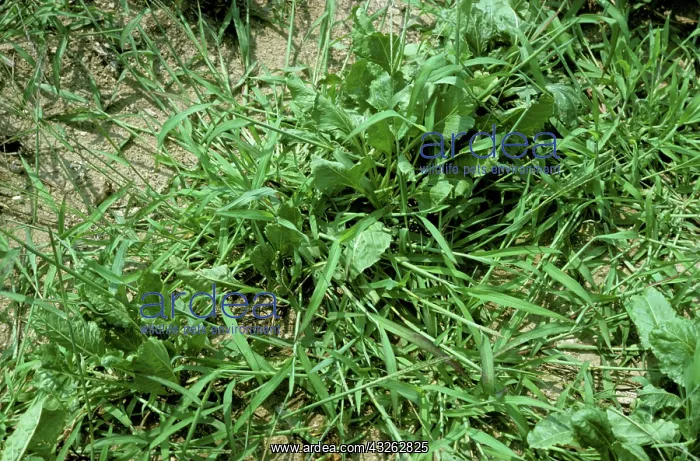 : Crabgrass (Digitaria sanguinalis) in beet crop : Crabgrass (Digitaria sanguinalis) in beet crop