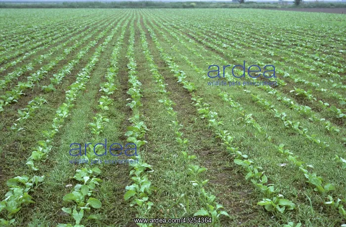 : Crabgrass seedlings in sugar beet crop : Crabgrass seedlings in sugar beet crop