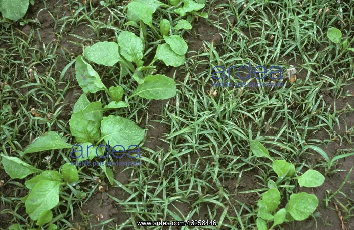 : Crabgrass seedlings in sugarbeet crop : Crabgrass seedlings in sugarbeet crop