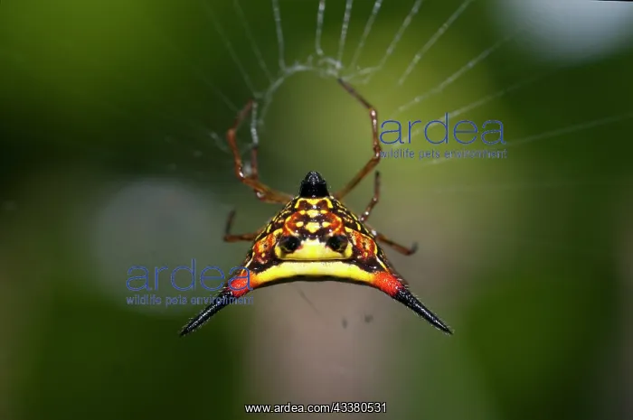  : Crablike Spiny Orbweaver Spider