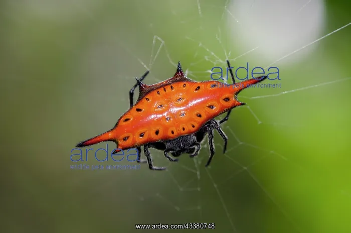 : Crablike Spiny Orbweaver Spider : Crablike Spiny Orbweaver Spider