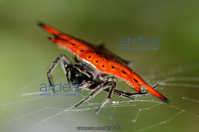 : Crablike Spiny Orbweaver Spider : Crablike Spiny Orbweaver Spider