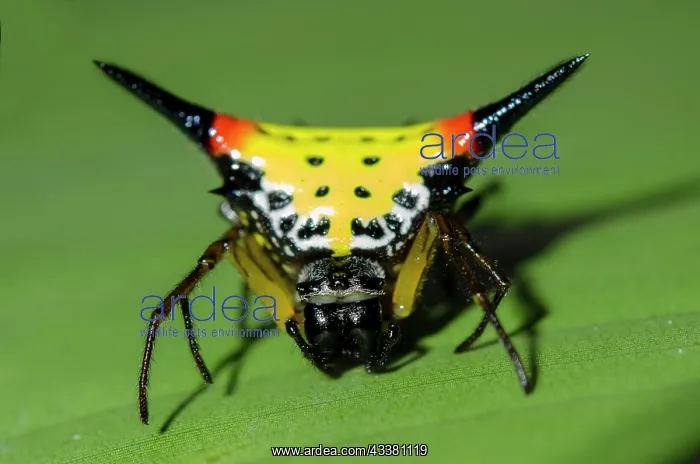  : Crablike Spiny Orbweaver Spider