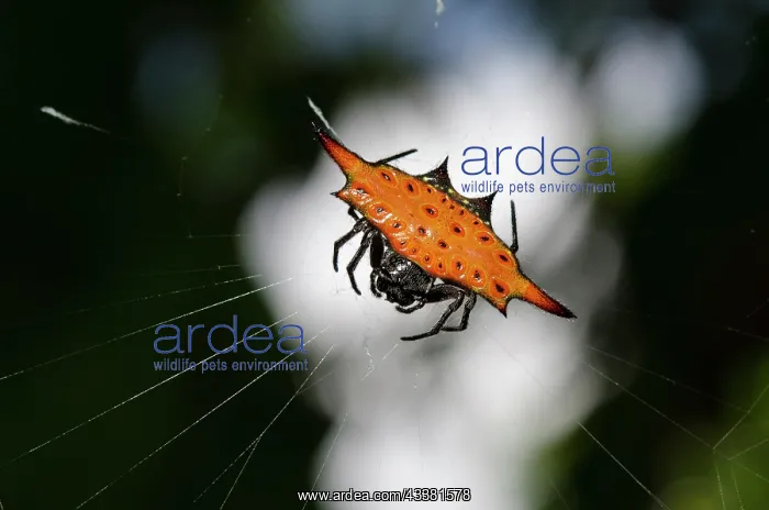  : Crablike Spiny Orbweaver Spider