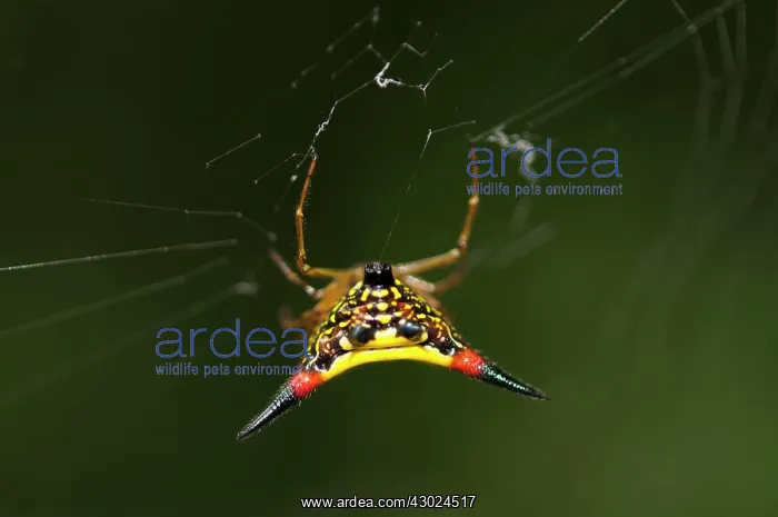 : Crablike Spiny Orbweaver Spider Crablike Spiny Orbweaver : Crablike Spiny Orbweaver Spider Crablike Spiny Orbweaver