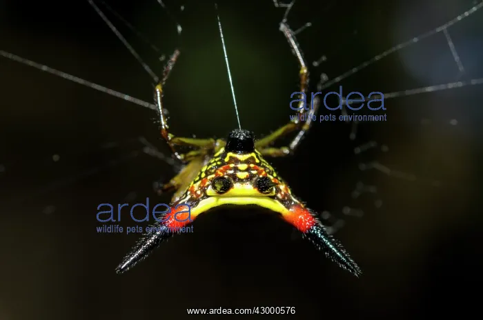 : Crablike Spiny Orbweaver Spider - extruding silk : Crablike Spiny Orbweaver Spider - extruding silk